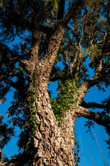 Castagneto Carducci, Livorno - Tuscany, Italy