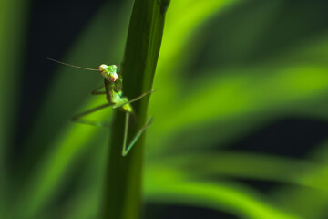 Praying mantis in the garden 