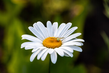 chamomile with a spider on it