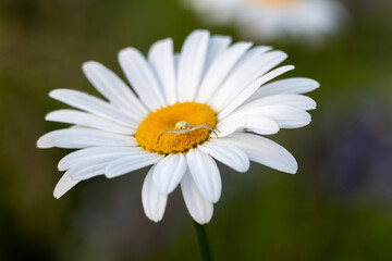 Obraz premium chamomile with a spider on it