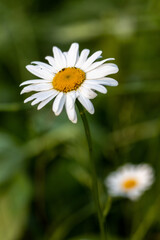 Fototapeta premium white chamomile flower