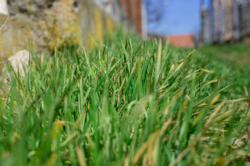 green grass on a sunny day