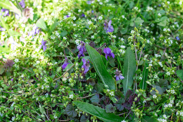 purple flowers in the garden