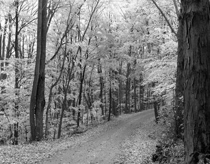 Fall leaves in black and white at Moraine State Park, PA