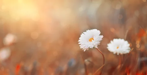 Zelfklevend Fotobehang Beautiful summer autumn background with small daisy flowers with white petal and sunny lights. Artistic golden toned image of fairy meadow, macro amazing landscape. © juliasudnitskaya