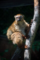 portrait of maki catta lemur sitting on branch at sun