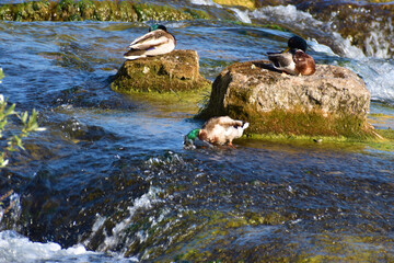 Ente entspannt sich am Rheinfall in der Schweiz 20.5.2020
