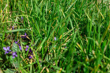 green grass on a sunny day