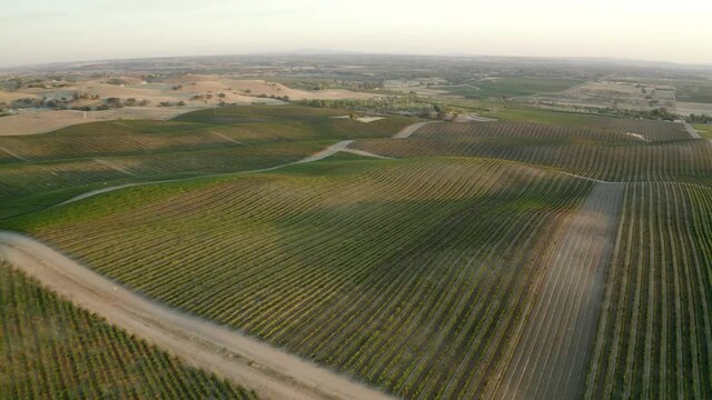 Aerial panning shot of green agricultural field against sky at sunset, drone flying over vineyard - Paso Robles, California