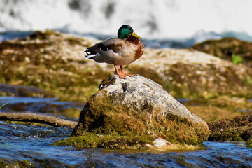 Ente entspannt sich am Rheinfall in der Schweiz 20.5.2020
