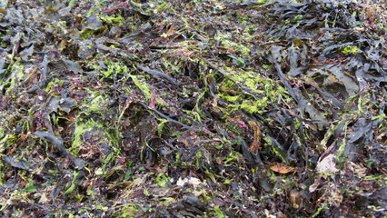 Summer time seaweed brought to the beach on some big tides, in Cornwall