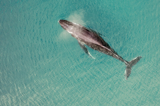 Aerial View Of A Humpback Whale Near Cape Town, South Africa