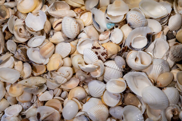 A collection of small seashells, Canon Beach, Oregon