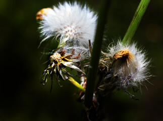 close up of dandelion