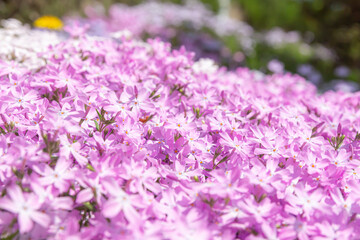 Obraz premium 芝桜