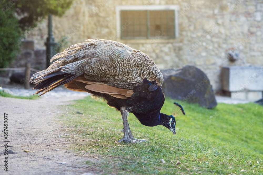 Canvas Prints Closeup shot of a beautiful peahen looking for food on the grass