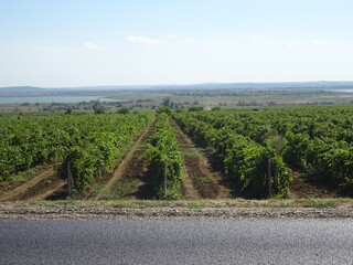 rows of vines in vineyard