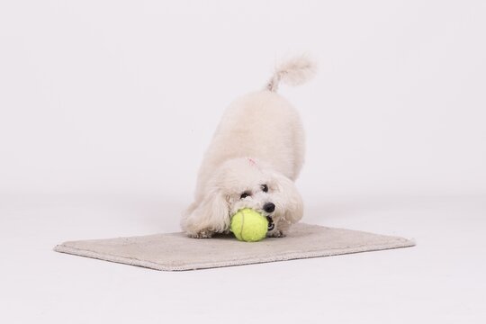 White Dog Playing With A Yellow Ball On The White Carpet