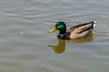 Obraz premium Male mallard duck swimming in a pond. Nature and Wildlife.