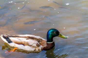 Male mallard duck swimming in a fish pond.  Nature and Wildlife.