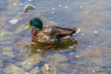 Male mallard duck swimming in a pond.  Nature and Wildlife.