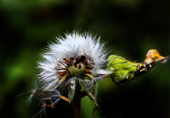 close up of dandelion