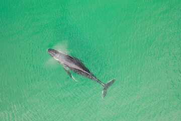 Aerial view of a humpback whale near Cape Town, South Africa