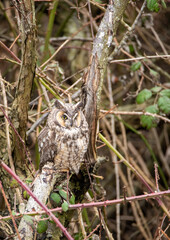 Long-eared Owl resting on the branch.   Vancouver BC Canada   
