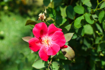 pink hibiscus flower