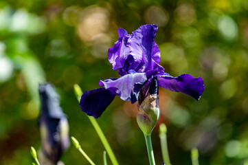 Blossom of big dark purple iris flowers in sunny garden