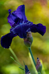 Blossom of big dark purple iris flowers in sunny garden