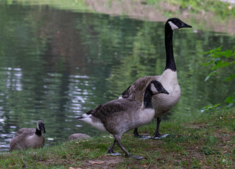 Canada geese