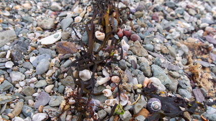 Textural backgrounds of beach pebbles, rocks and sand along the strand line of a sheltered Cornish beach.