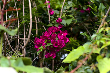 Obraz premium Flowers in my Florida backyard