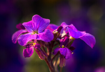 close up of purple orchid