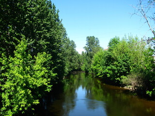 Fototapeta premium the pond between the thick green trees in the clear warm weather
