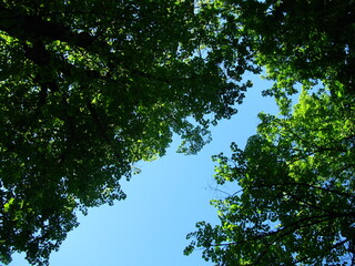 the thick green foliage of the tree tops on blue sky background