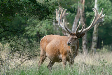 Beautiful Red deer (Cervus elaphus) with antlers growing in velvet. On the field of National Park Hoge Veluwe in the Netherlands. Forest in the background. Wildlife in summer.