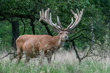 Naklejka na ściany i meble Beautiful Red deer (Cervus elaphus) with antlers growing in velvet. On the field of National Park Hoge Veluwe in the Netherlands. Forest in the background. Wildlife in summer.