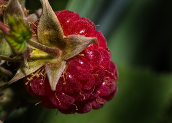 Raspberry