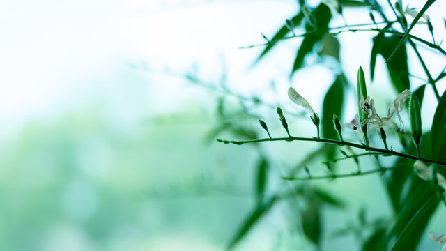 Andrographis Paniculata is a Thai medicinal plant.