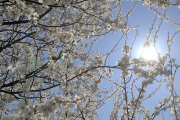 Fototapeta na wymiar Wiosna, Drzewa, kwiaty, pora roku, niebo