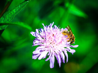 Spring bee on a flower