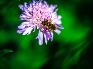Spring bee on a flower