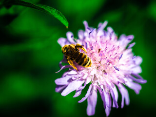Spring bee on a flower