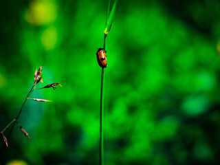 Red bug in the grass