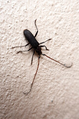 closeup view of Brown color Long-horned Beetle