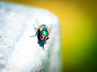 The green fly 