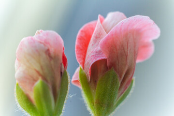 red flower with green buds on blurred background