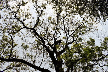 tree branches against blue sky